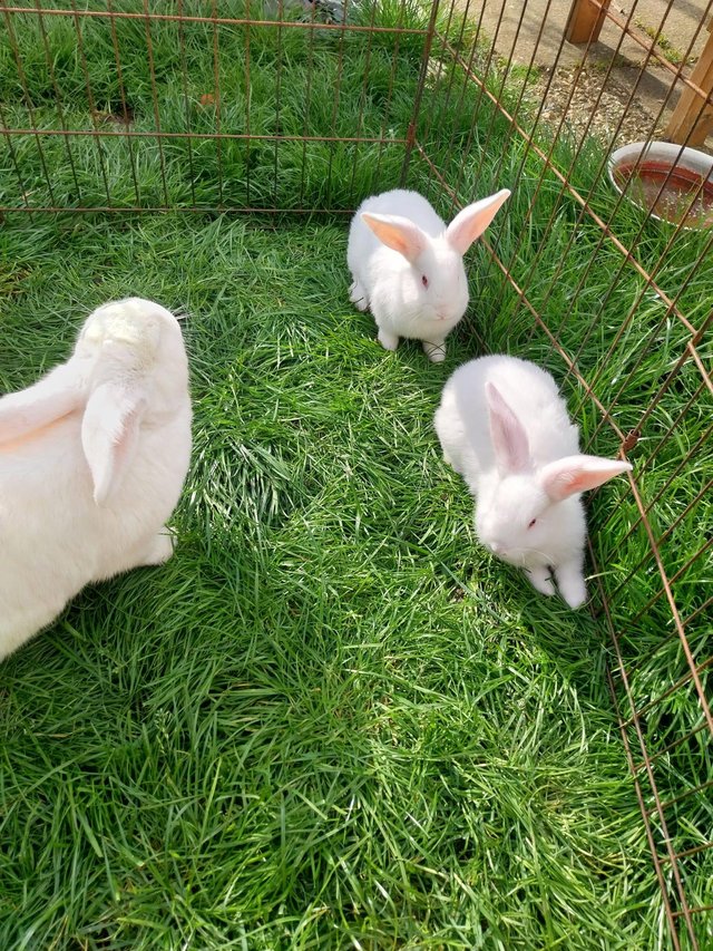 Preview of the first image of New Zealand white rabbits. Lovely big rabbits, available now.