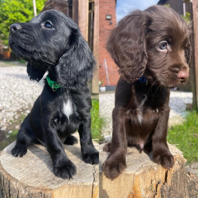 Preview of the first image of KC Reg working cocker spaniel puppies.