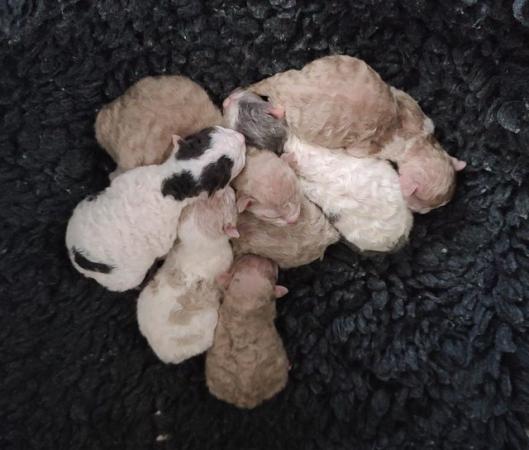Image 2 of Last 2 LaPerm kittens GCCF reg, curly coats