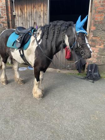 Image 1 of lovely 4 year old cob mare