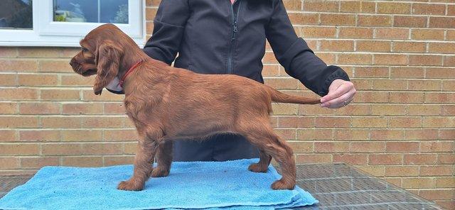Image 8 of Top quality KC registered Irish Setters - 1 boy and 1 girl l