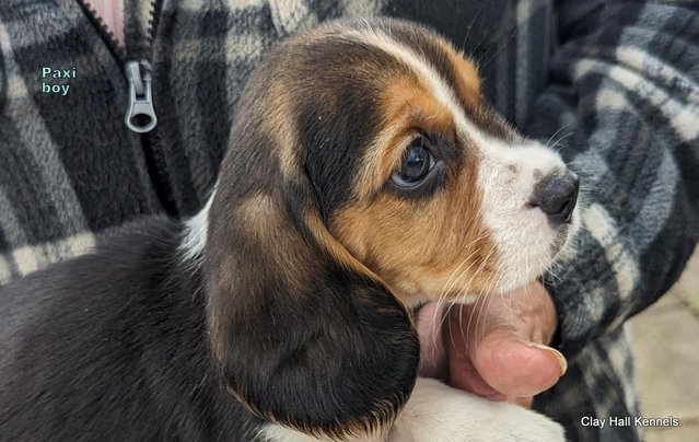 Image 36 of Quality, F1, Beaglier puppies, ready soon.