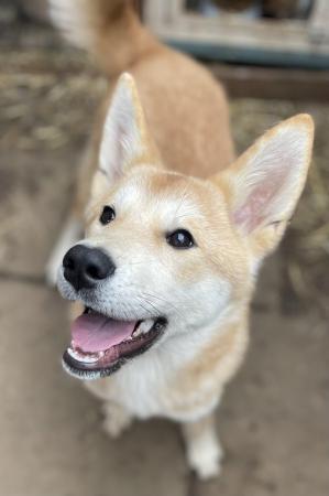 Image 3 of Japanese Akita mixed breed puppy