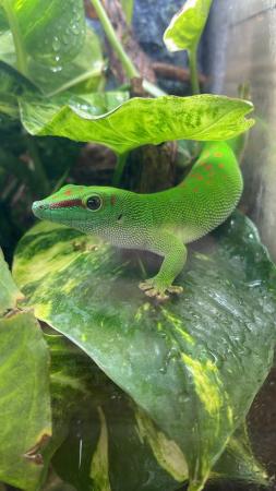 Image 3 of Giant day gecko(Phelsuma Grandis)for sale