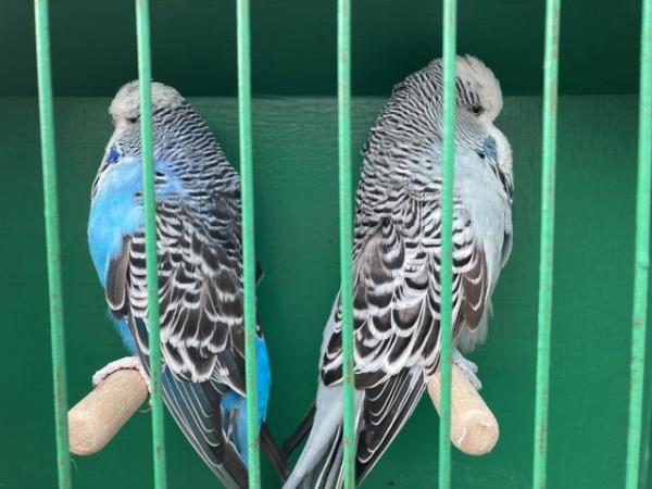 Image 4 of Breeding pair of show budgies