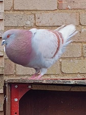 Image 6 of Beautiful pigeon's available
