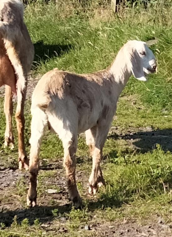 Preview of the first image of 2023 nanny goats for sale, Anglo Nubian registered.