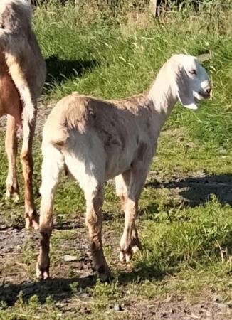 Image 1 of 2023 nanny goats for sale, Anglo Nubian registered