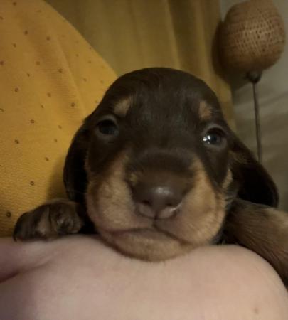 Image 7 of Quality Chocolate miniature dachshund puppies