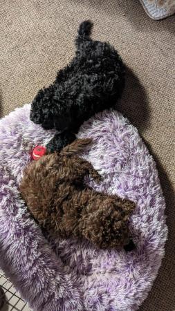 Image 7 of Charming F1B Cockapoo Puppies: 2 Bundles of Joy for sale