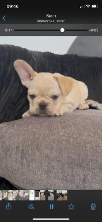 Image 3 of 9 week old chipped and vaccinated French bulldogs