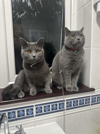 Image 7 of 2 British shorthair cats