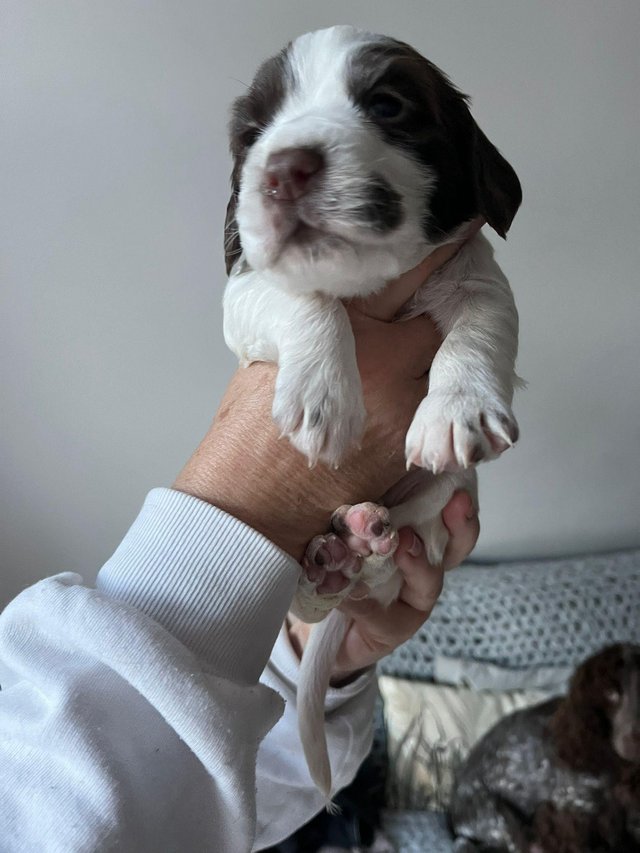 Preview of the first image of Gorgeous cocker spaniel boy ( 1 left !).