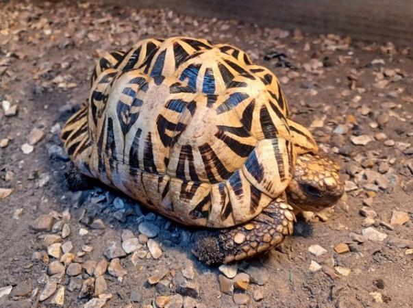 Image 8 of INDIAN STAR TORTOISE MALE cb 2012 in the UK