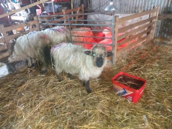 Image 15 of Valais Blacknose Cross Lambs, born 2023. Excellent pets or .