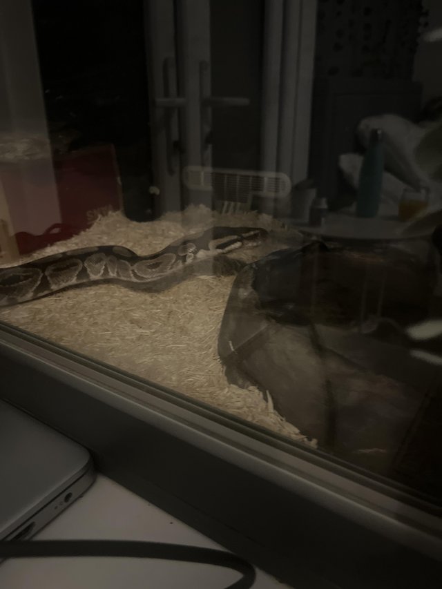 Preview of the first image of Male Royal Python for sale.
