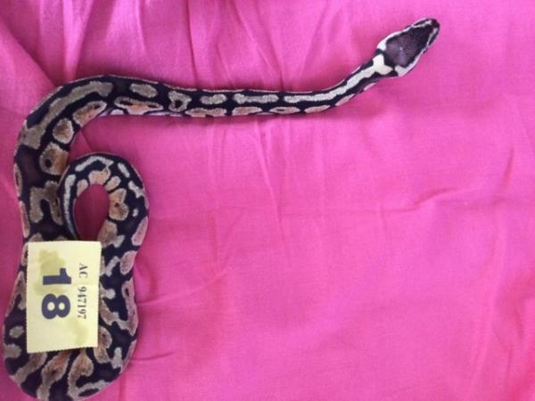 Image 1 of Female pastel baby royal python