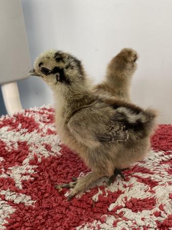 Image 4 of Silkie chicks for sale, must go in pairs
