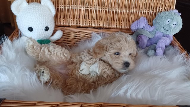 Image 5 of Health Tested Apricot & Cream Toy F1 Maltipoo Puppies