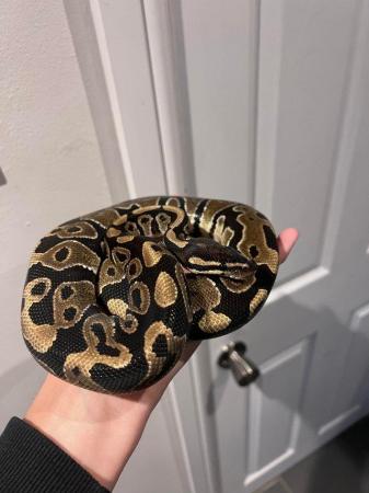 Image 3 of Multiple  ball pythons for sale