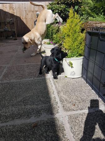 Image 10 of EXCELLENT KC Registered Labrador puppies