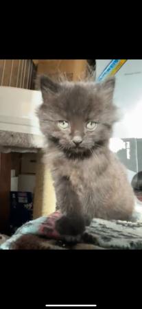 Image 4 of Adorable dark brown/black kitten for sale