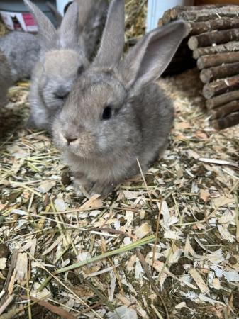 Image 1 of Giant continental rabbit for sale