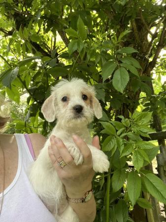 Image 11 of Beautiful Small Cockerpoo Puppies For Sale.