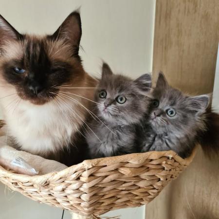Image 6 of Ready to go beautiful ragdoll kittens
