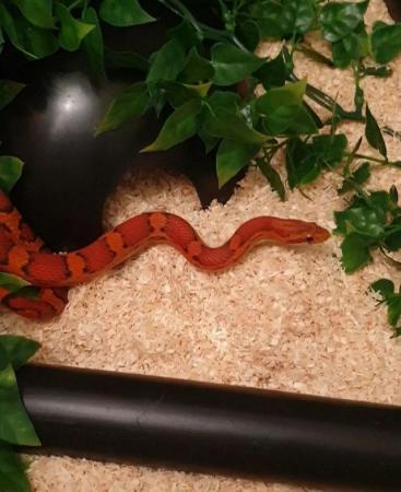 Image 1 of Beautiful Female Adult Red Factor Okeetee Corn Snake