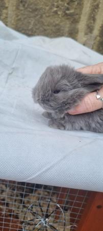 Image 2 of ** SOLD **available in 6 weeks pure breed mini lop rabbits