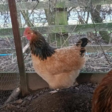 Image 1 of Large Fowl Buff Sussex Hatching Eggs For Sale