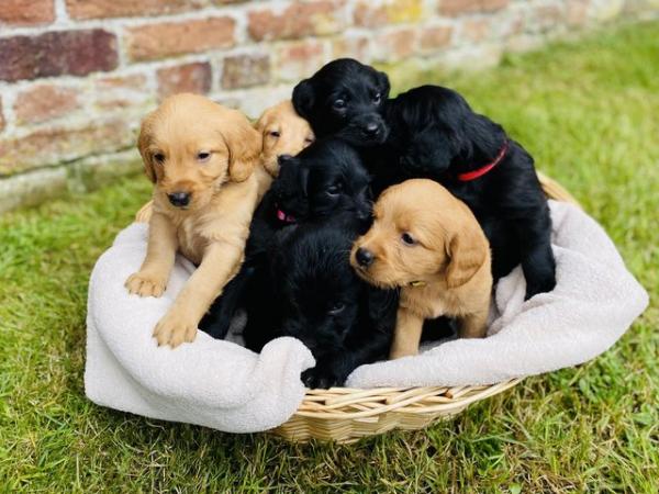 Image 6 of Ready Saturday - Beautiful F1 Labradoodle Puppies KC Parents