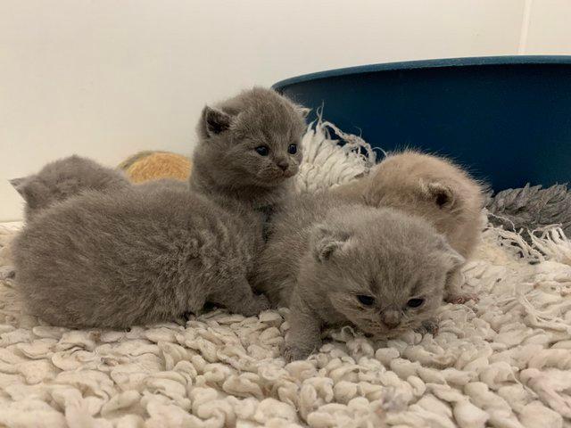 Preview of the first image of Pedigree British Blue kittens.
