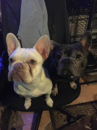 Image 5 of French Bulldog Puppies KC Registered