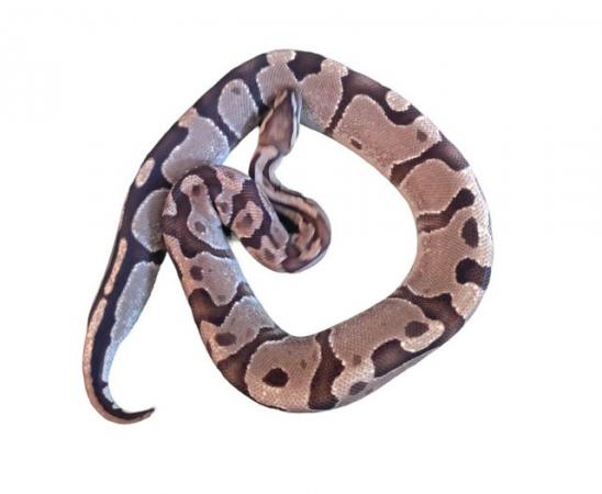 Image 4 of Royal/Ball Python collection for sale please see add