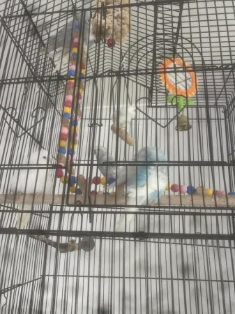 Image 3 of Baby budgies for sale semi tame