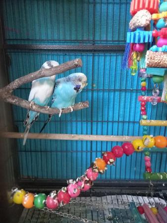 Image 2 of 2 budgies for sale, 1 male 1 female