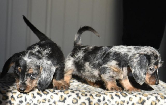 Image 7 of Fully vaccinated - Outstanding dachshund litter