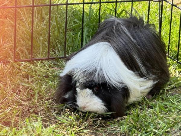 Image 4 of 1 year old female guinea pig, long hair