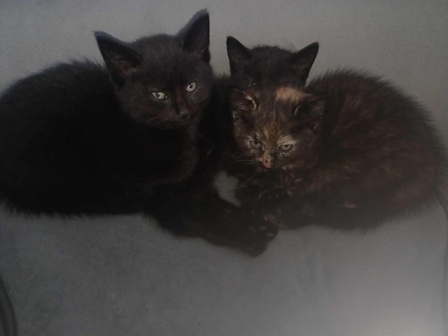 Preview of the first image of Beautiful Kittens ready 29/05.