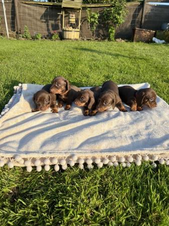 Image 3 of Miniature Dachshund ready to leave in 3 weeks