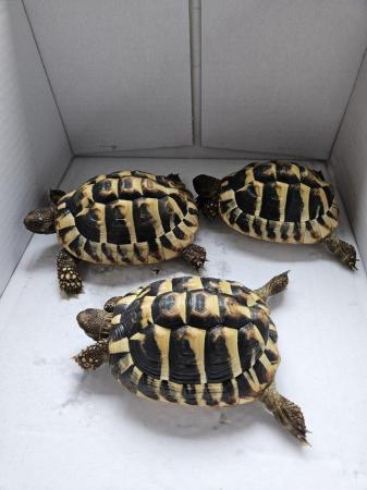 Image 2 of Hermanns Tortoise 2y9m male (Only 1 left!)