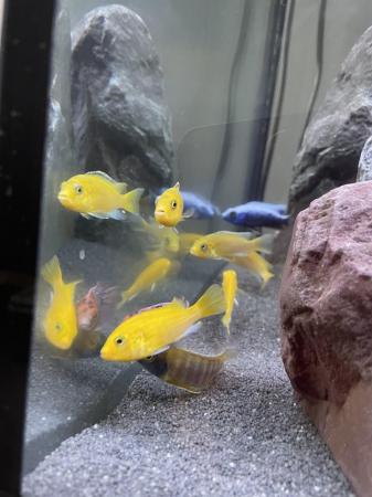 Image 5 of Mixed cichlids all for sale