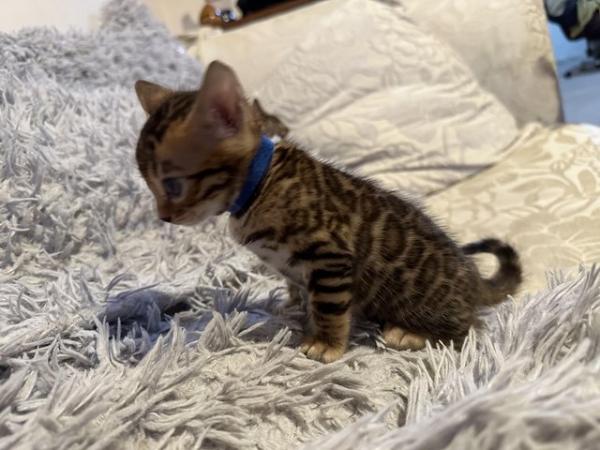 Image 23 of Tica bengal kittens for sale!