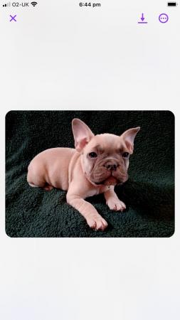 Image 7 of Frentch bulldog for sale