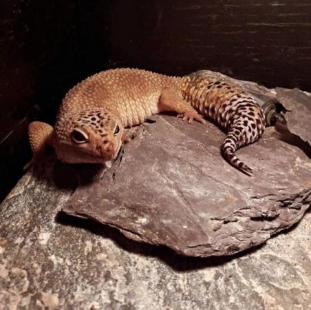 Image 4 of Blaze - Female Leopard Gecko - Odd Socks Animal Rescue