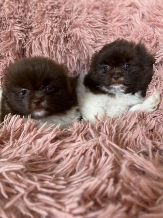 Image 12 of Ready Now Beautiful Pom shih pups 1 female 1 male