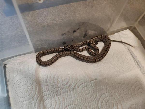 Image 3 of Baird's rat snakes available x2