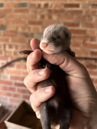 Image 3 of Working ferret kits - looking for new home